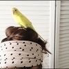 birdsandbaubles