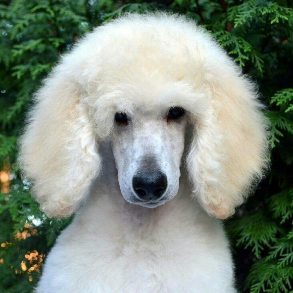 sbpoodlelady