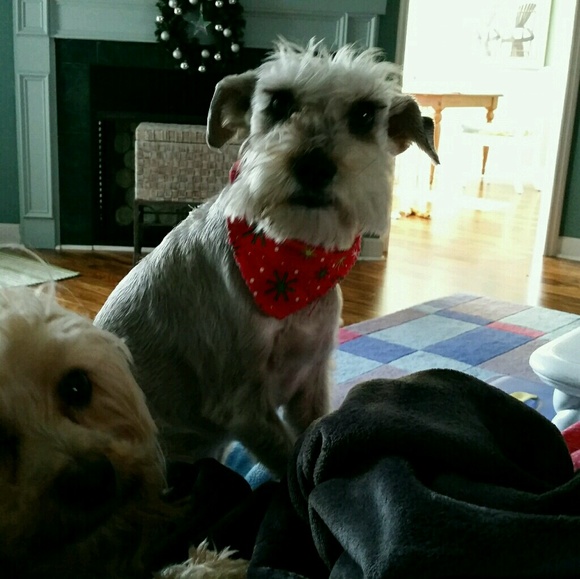 puppyluv4u