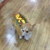 gaomon
