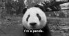 panda_queen2012
