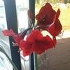 goldsboro