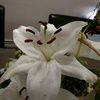 roseturtle88