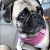 whitepug