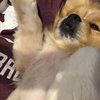 tamuclassof2018