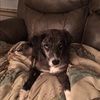 threecutepups