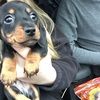 daschund