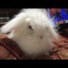 marshmallow1219