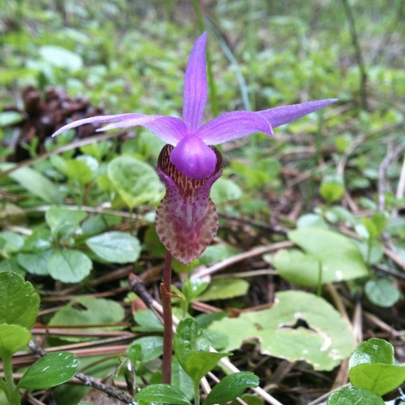 melipelle