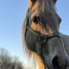 nat_horses