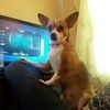 miathedoge