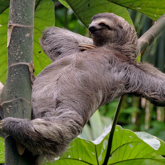 lsleeps