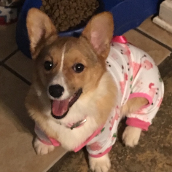 southerncorgi