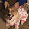 southerncorgi