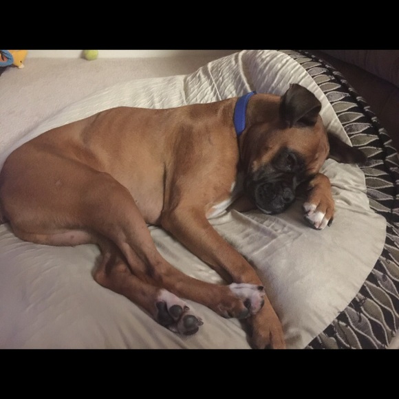 roccothepuppy