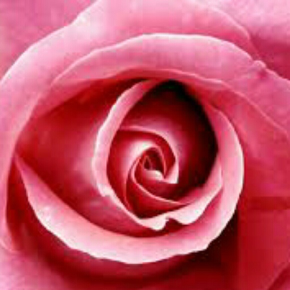 piink_roses