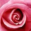 piink_roses