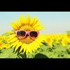 tjsunflower