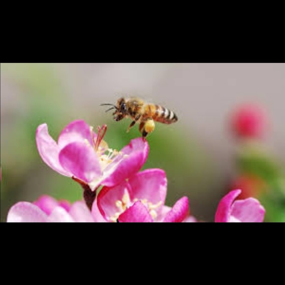 honeybee32913