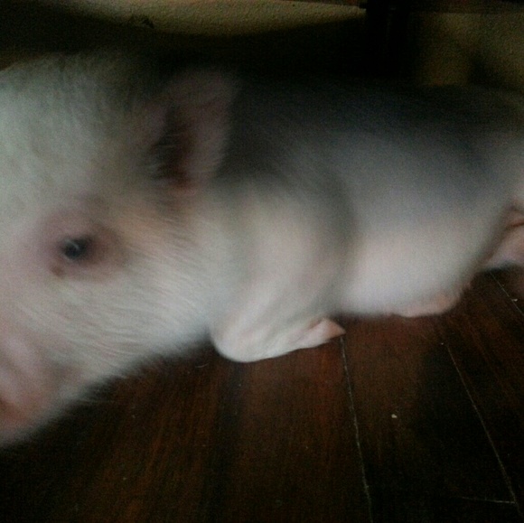 lilshine