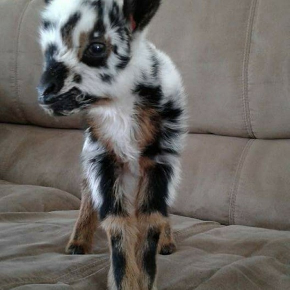 grmcat