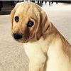makiedoodle