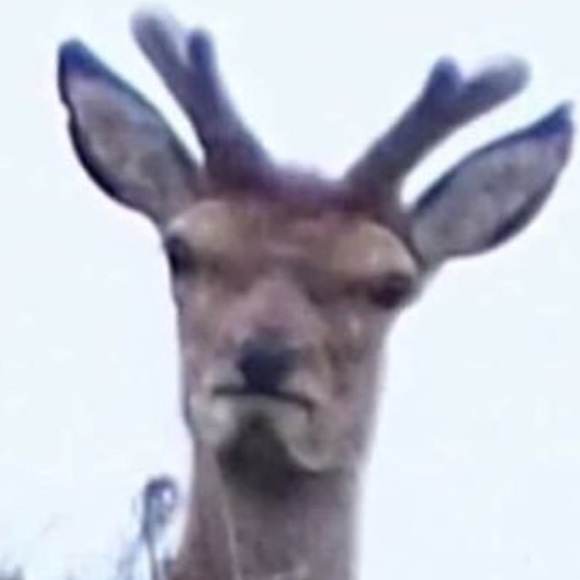 josephchamb