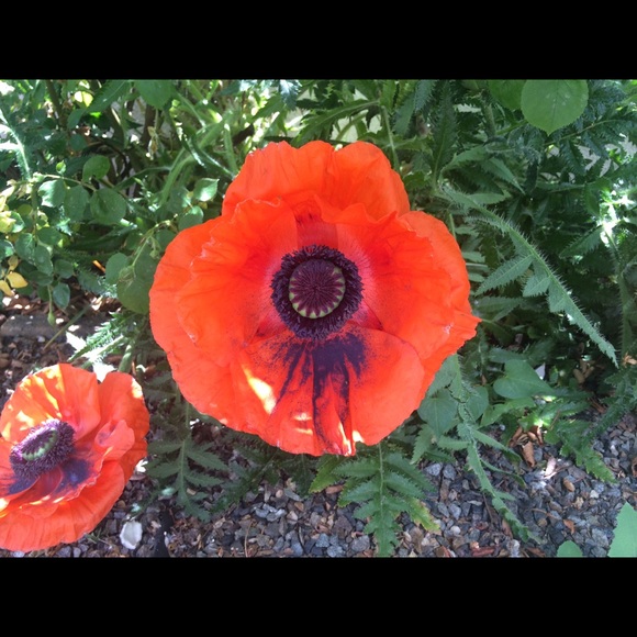 oropoppy