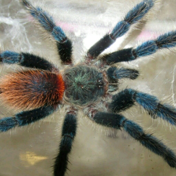 phillyspidergrl