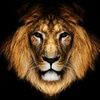 kingjrfresh