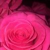 anna_200439