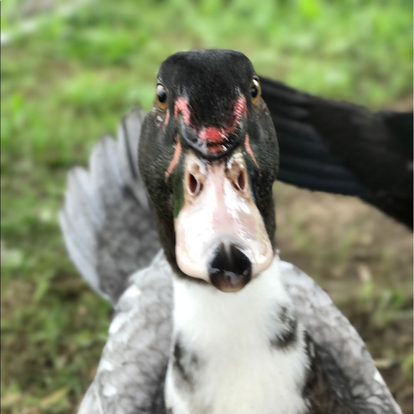 jpasquetti