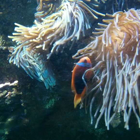 papyus1