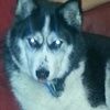 denisel2003