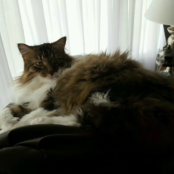 mittns4mykittns