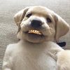 domboyq75