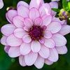 darlene_e