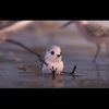 angelfish95