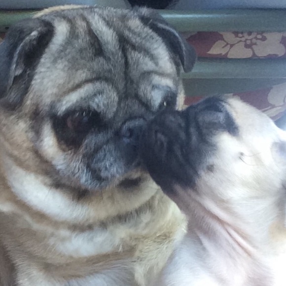 pug1pug2