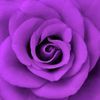 purplerose23
