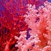 coraldreams
