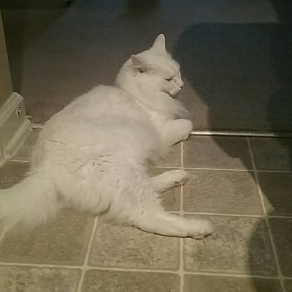 powdernat