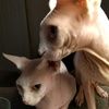 sphynxmama