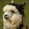happyllama2017