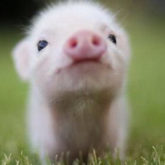 ilovepiglets