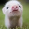 ilovepiglets