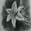 lexicooper14