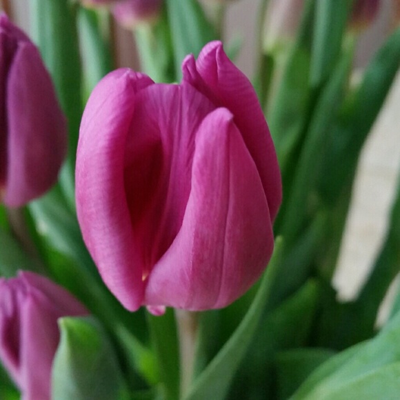 thriftytulip