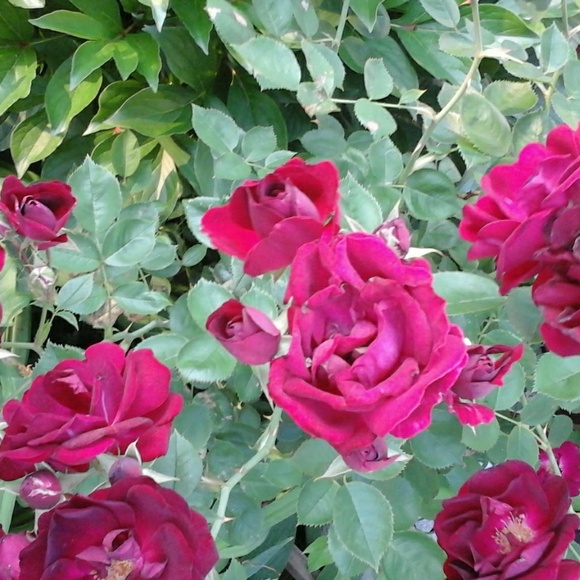 ellayou7