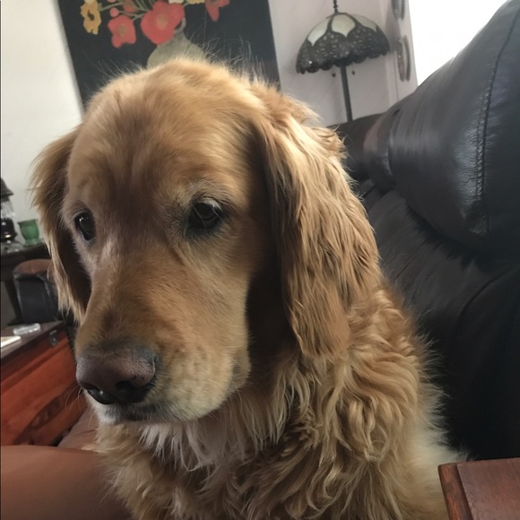 rozthedog